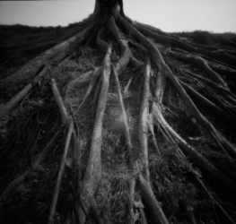 Zero Image 2000 6x6 Wood Pinhole Camera With Filter Adapter and Cable Release - Back to Nature Series