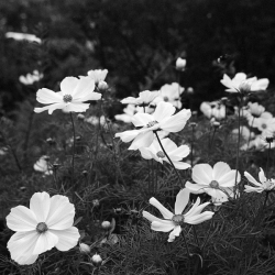 Silberra PAN160 Black and White 160 ISO 35mm x 36 exp.