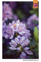 Silberra COLOR 100 ISO 100 35mm x 24 exp.