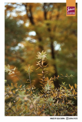 Silberra COLOR 100 ISO 100 35mm x 24 exp.