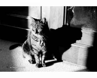 Kosmo Foto Mono 100 ISO  35mm x 36 exp.