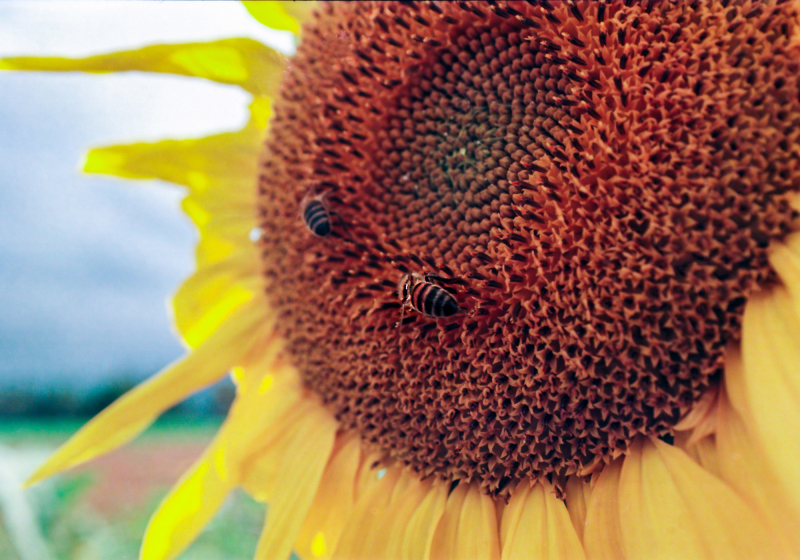 710136_35mm_KONO-Delight-ART-100_9_Sunflower_Bees