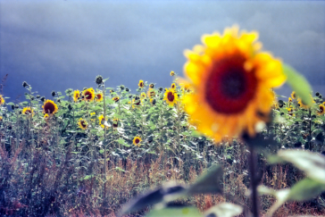 710136_35mm_KONO-Delight-ART-100_11_Sunflower_Field