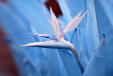 Squeeze the Muse to focus, and bend your sweet spot around the photo.