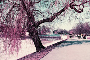 Lomography LomoChrome Purple XR 100-400 ISO 35mm x 36 exp.