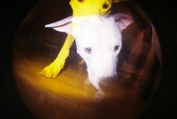 Lomography Fisheye No. 2