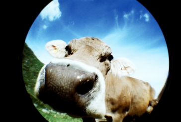 Lomography Fisheye No. 2