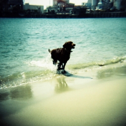 Lomography Diana F+