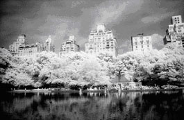 An example infrared photo. infrared trees