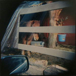 Lesley Krane - Holga Shot of Pony